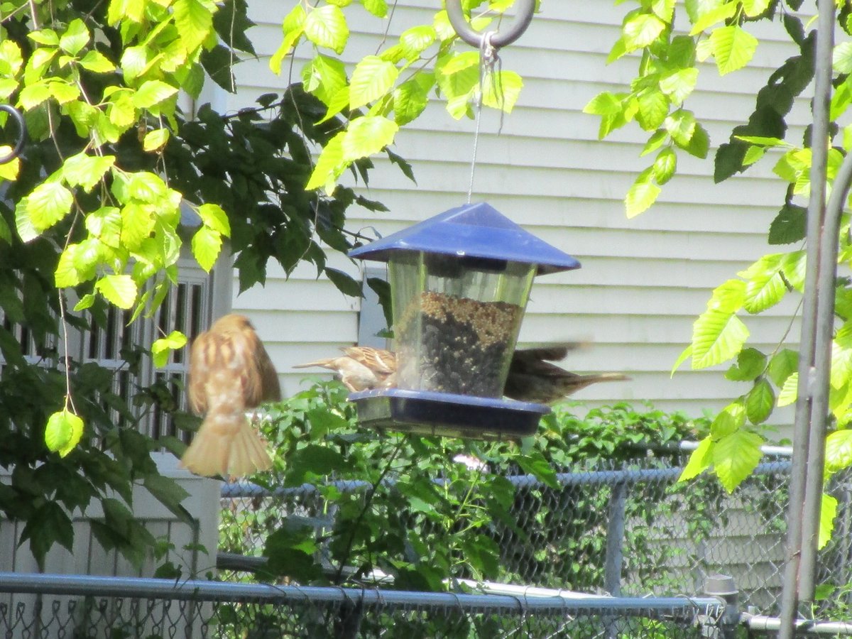 LaurieStrings's tweet photo. @CarlBovisNature Other than people throwing birds at you like darts, do you ever get buzzed or even have birds land on you?
#AskCarlBovis https://t.co/fZVCol1kF9