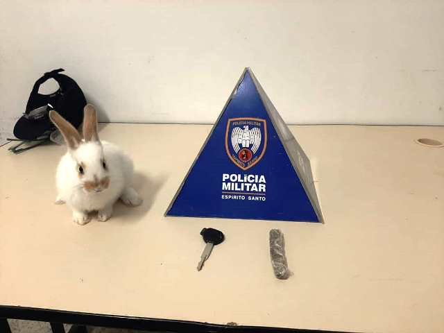 The White Rabbit is getting ready to take Espírito Santo police down the rabbit hole