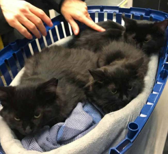 catsnkittys's tweet photo. Stray Cat Brings Her Kittens to the Human That Helped Her
This is the story of a fluffy #cat that appeared in Lisianne's garden one day. She thought the kitty looked lonely and hungry, so she put out some water and food...
CLICK to find ot more > https://t.co/DTYKlp6fFW https://t.co/Djb0cb8NwB