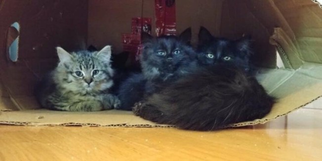 catsnkittys's tweet photo. Stray Cat Brings Her Kittens to the Human That Helped Her
This is the story of a fluffy #cat that appeared in Lisianne's garden one day. She thought the kitty looked lonely and hungry, so she put out some water and food...
CLICK to find ot more > https://t.co/DTYKlp6fFW https://t.co/Djb0cb8NwB