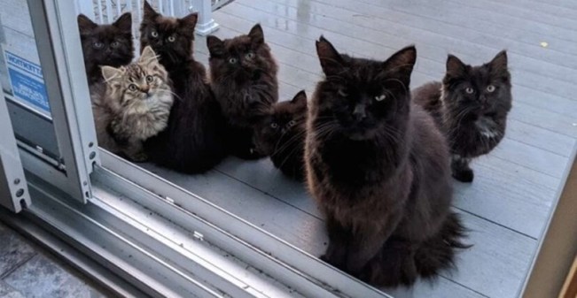 catsnkittys's tweet photo. Stray Cat Brings Her Kittens to the Human That Helped Her
This is the story of a fluffy #cat that appeared in Lisianne's garden one day. She thought the kitty looked lonely and hungry, so she put out some water and food...
CLICK to find ot more > https://t.co/DTYKlp6fFW https://t.co/Djb0cb8NwB