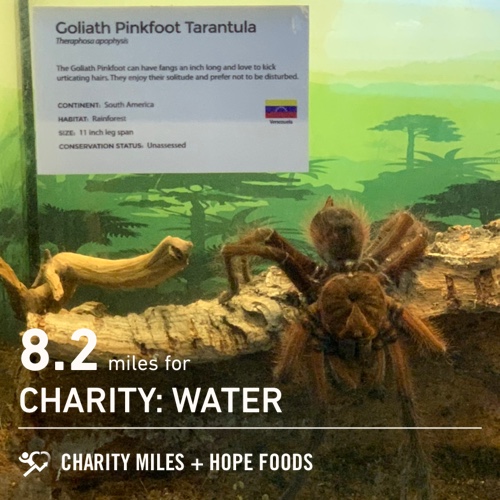 8.2 <a href="/CharityMiles/">Charity Miles</a> for <a href="/charitywater/">charity: water</a>. Thx <a href="/HopeHummus/">Hope Foods</a> for sponsoring me! #SpreadHope #HopeForTheDay 🕷I don’t♥️spiders, but they’re still cool