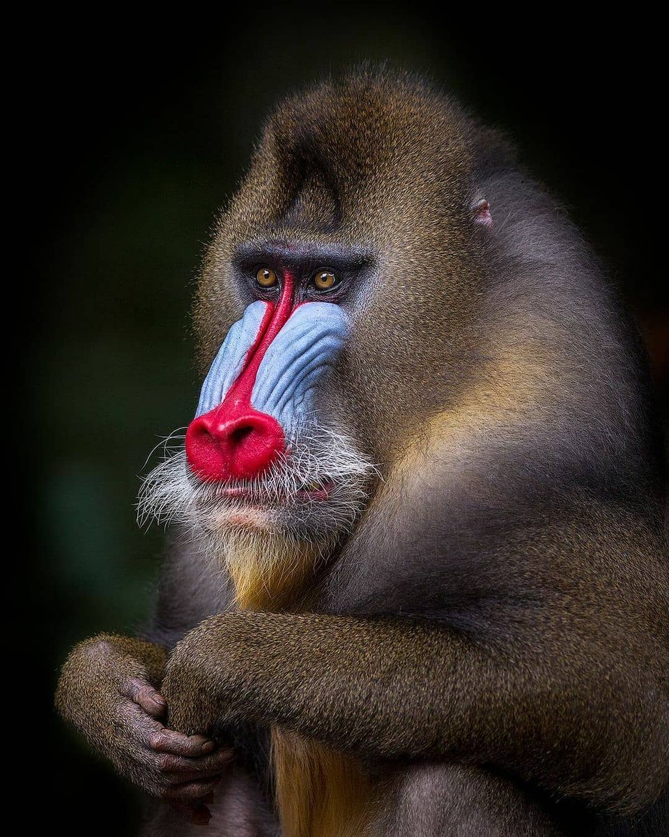 heavenofanimal's tweet photo. With a weight of 50 kg, mandril monkeys are the largest known Old World Monkeys. 
📸: Mogens Trolle https://t.co/eCl5t38Kfj