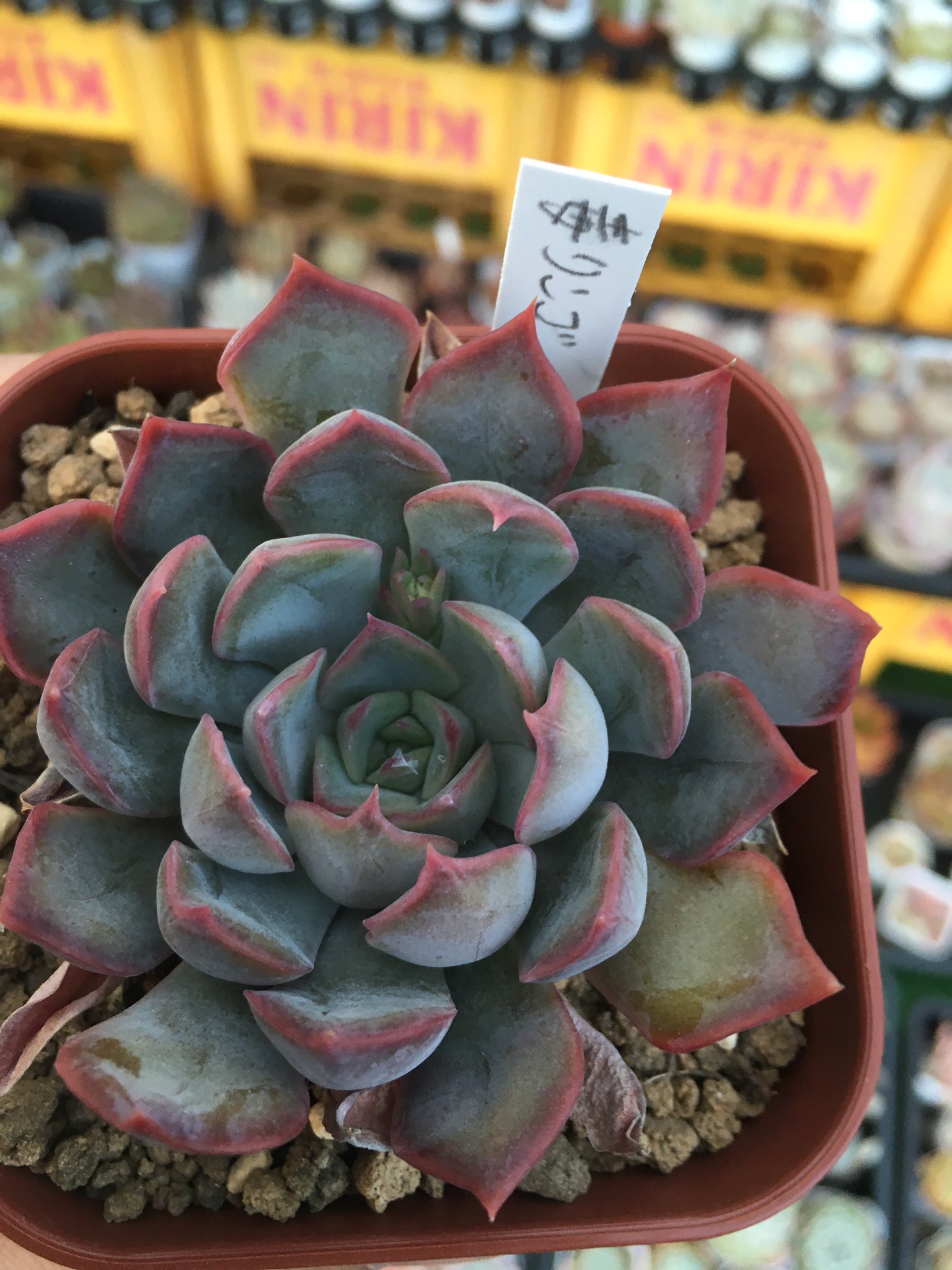 多肉植物 グリーンドラゴンx毒リンゴ レア種 古株7頭群生