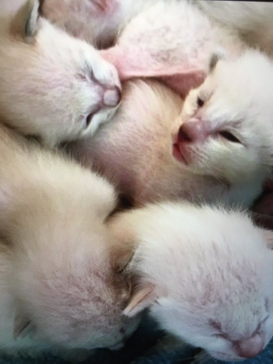 MouseSeal's tweet photo. @mrmokeycat @SiameseRescueUK @CocoNPops @SilkyBengeezers @SiameseAddy @OABDRgang @MiaandManu @MeesSiameseCat2 @ItsmeTheBooboo1 @SinbadTattCat @johnstf @jolenehunter @Diablo_Siamese The first photo we saw of the babies we would be choosing from. My youngest daughter ( who was picking the kitten ) said I want the one that looks like a baby Mouse ...and it stuck. Irony - she is such a dark seal point now 😆🤷‍♀️ who knew https://t.co/bmavNP7Moy