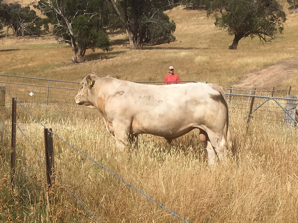 EatLocalEatWild's tweet photo. Sheesh what a Sunday!  Our finest steers yet have headed to @cherrytreeorganics perfectly timed for Xmas orders.  Check out their meat packs.. 100% certified organic, grass fed and bred in farm.  You cannot get better than that!  Oh and our bull returned.... sheesh! https://t.co/p9BmBgMnYU