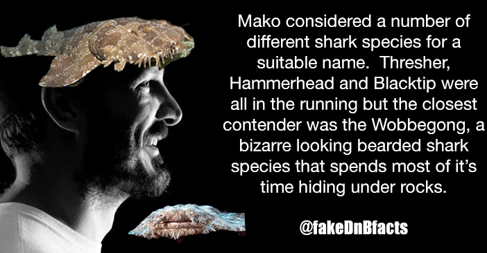 fakeDnBfacts's tweet photo. #dnb #fakenews #drumandbass #mako #sharks #wobbegong https://t.co/6XTS8P2m5N