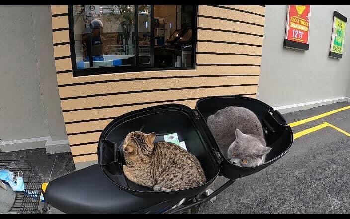 FamilyRexD's tweet photo. Rex dan tabby nak makan ayam texas.
Video sini https://t.co/1rPw7U39cn
#duakucing #kucingbeliayam #kucinglucu #pecintakucing #kucingcomel #kucing #kucingpintar #rexdfamily https://t.co/LHwv8OeUsb