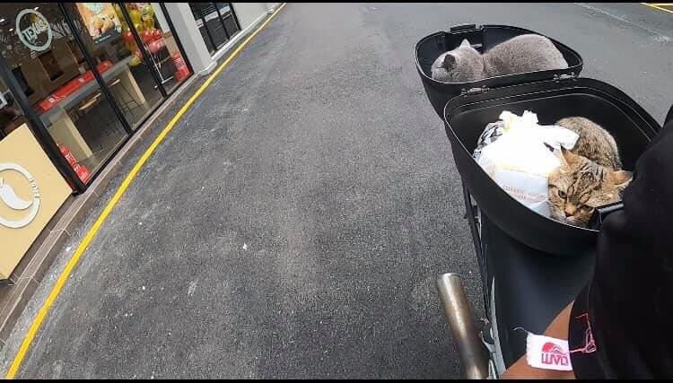 FamilyRexD's tweet photo. Rex dan tabby nak makan ayam texas.
Video sini https://t.co/1rPw7U39cn
#duakucing #kucingbeliayam #kucinglucu #pecintakucing #kucingcomel #kucing #kucingpintar #rexdfamily https://t.co/LHwv8OeUsb