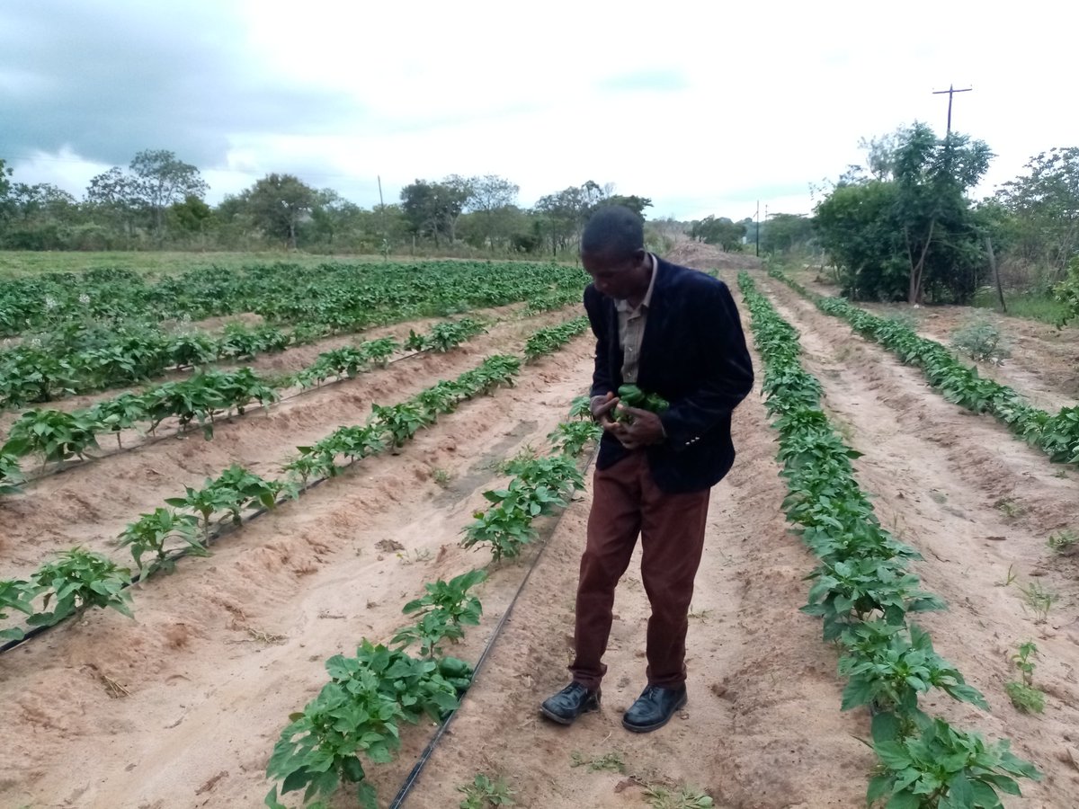 Viewsat Farm Fresh tweet media
