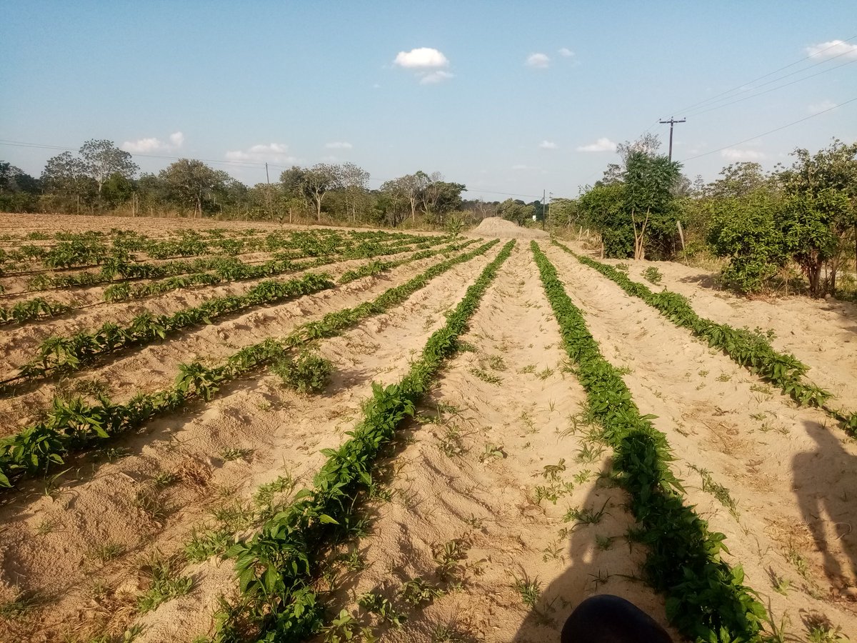 Viewsat Farm Fresh tweet media