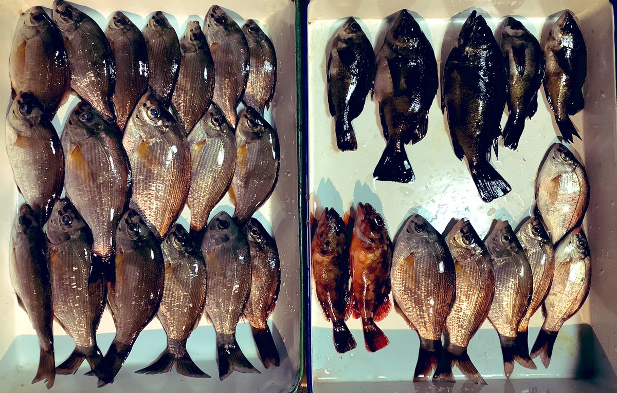 ゴ魔乙釣り部釣果報告書