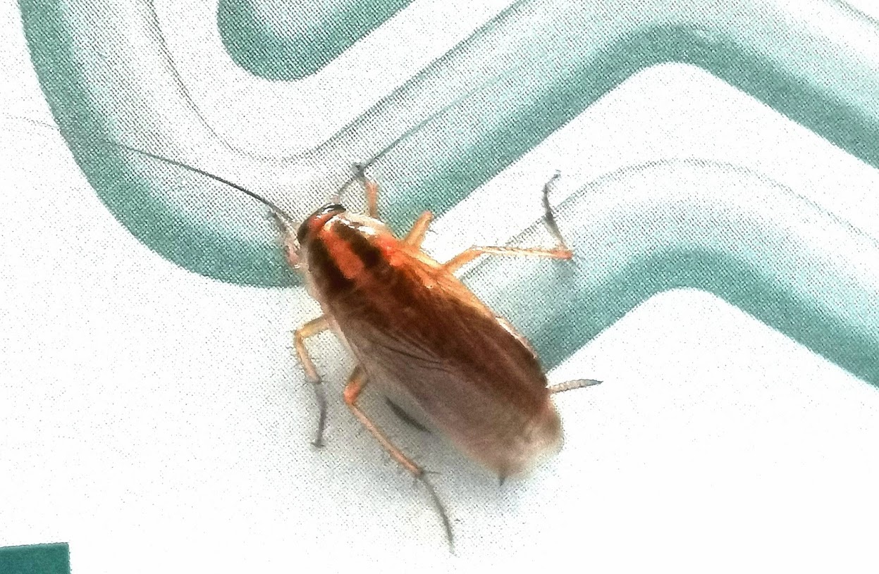 折り紙職人 C100土曜日 東地区 レ 16a 皆さんこれ見たことがありますか ゴキブリ だと思うんだけど今年の夏から出始めたんですけど 隣に新築マンションが出来てアジア大陸からの人たちが多く入居してきてからこのゴキブリが出始めました そして日本に