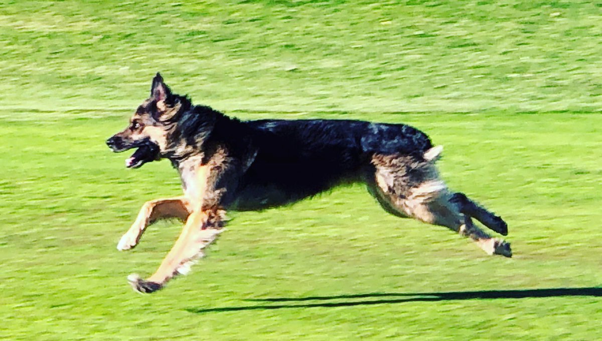Mardelplata1995's tweet photo. Speedy Gonzales 🦊 #fastdog #strongdog #HyperDog #hyperdogs #hyperdogstyle #hyperdoggy #hyperdoggie #hyperdogtraining #hyperdoggies #hyperdogsofinstagram #hyperdogcentral #happydog #happydogs #purina  #pacma #mardelplatalimousines @purina_es https://t.co/VUVFymmrxr