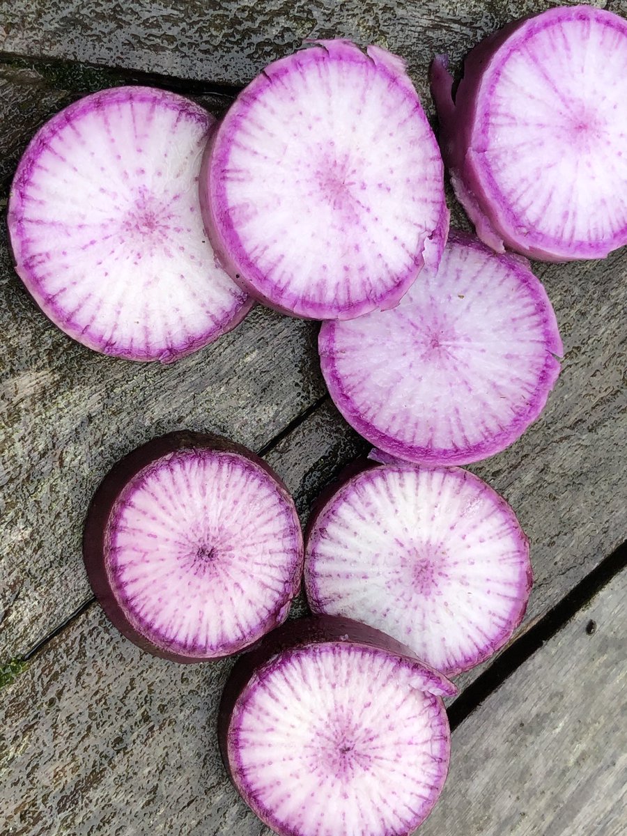 allanjenkins21's tweet photo. Winter radish, with @idleriver #plot29 https://t.co/T7SsXHw8xH
