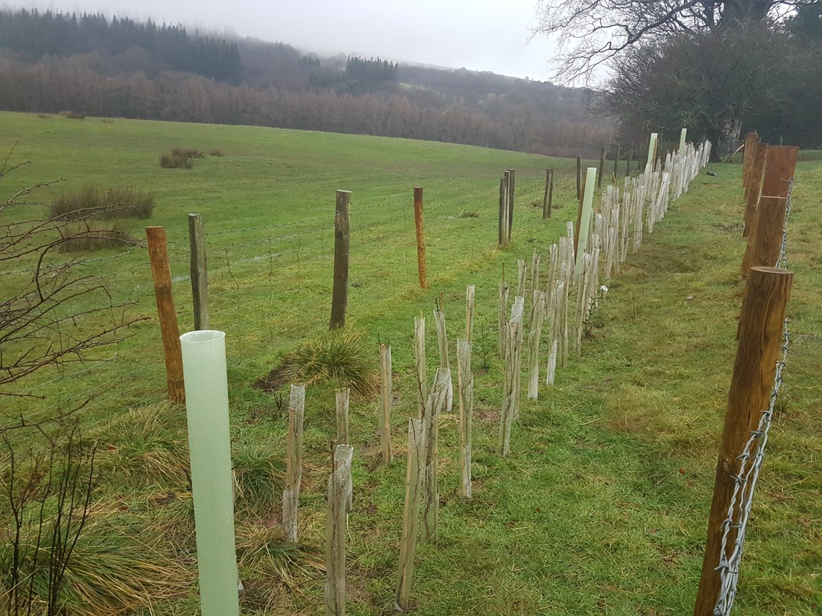 We're very pleased with our upland hedgerow mix from @ThorpeTrees and very grateful to the @WoodlandTrust for helping to make this happen via the MOREHedges scheme! We're planting 250m of new #hedgerow to connect bits of #woodland together 🌳 #wildlifecorridors #hedges #trees