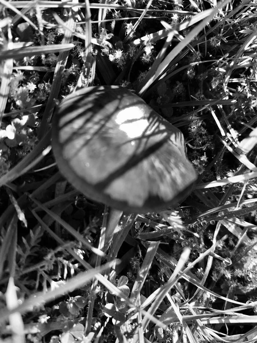 Mushroom  #mushroom #bnwcapturegram #bw #monochrome  #bnw_shot #noiretblancphotography  #noiretblanc #passion_for_bnw #capturabnw #bnw_world #instabnw #blackandwhite #blacknwhitephoto_perfection #bnw_photo #bnw_amateur  #bnwnature #nature #bnwphotography #bnw_addicted