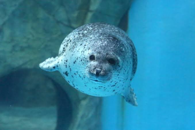 あざらしかわいい