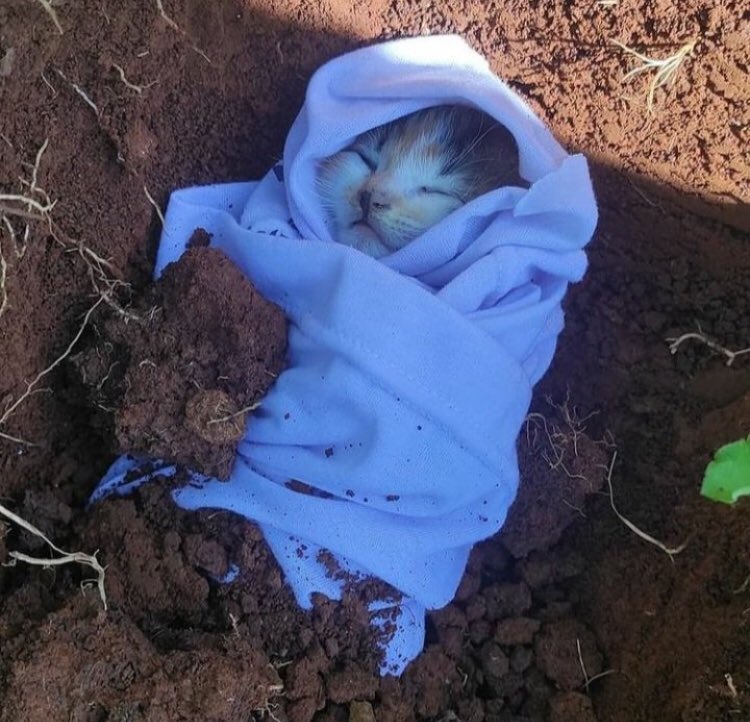 birsiirseli's tweet photo. Ölen her canlı candır. https://t.co/V9QqSZBUTj