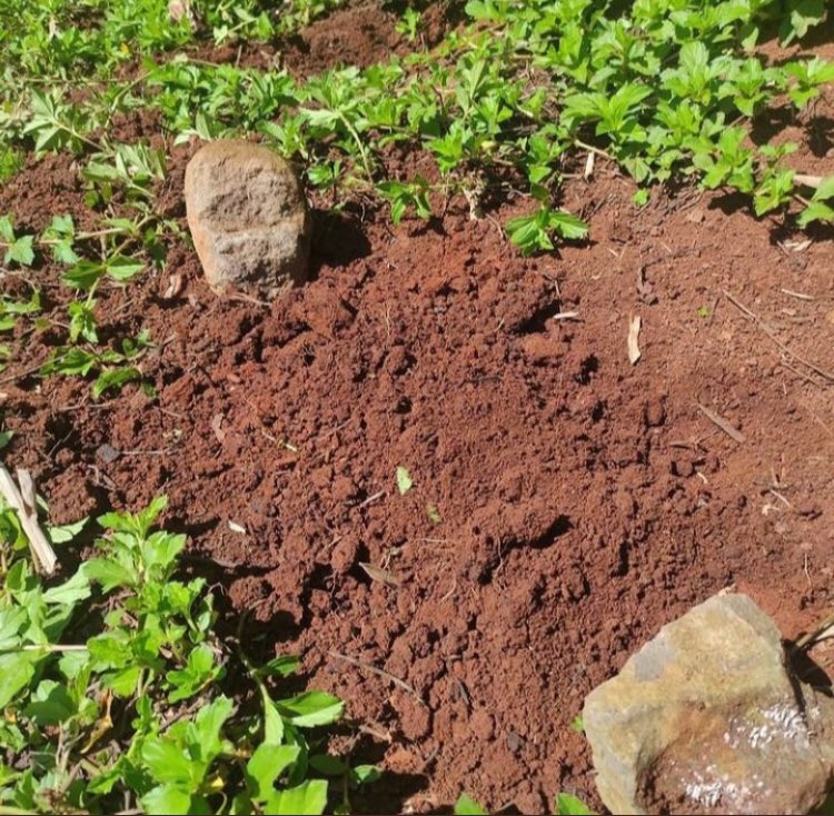 birsiirseli's tweet photo. Ölen her canlı candır. https://t.co/V9QqSZBUTj