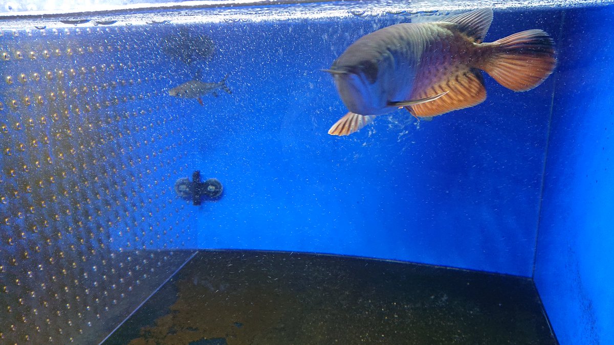 ブタゴリラ 6mmkunv3omuslbv Twitter