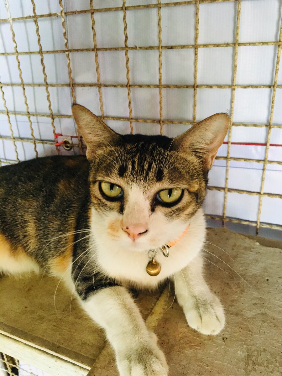 Zine_Evil's tweet photo. #ฉันรักของฉัน 🐱🐱 https://t.co/8zFSjqqBdb