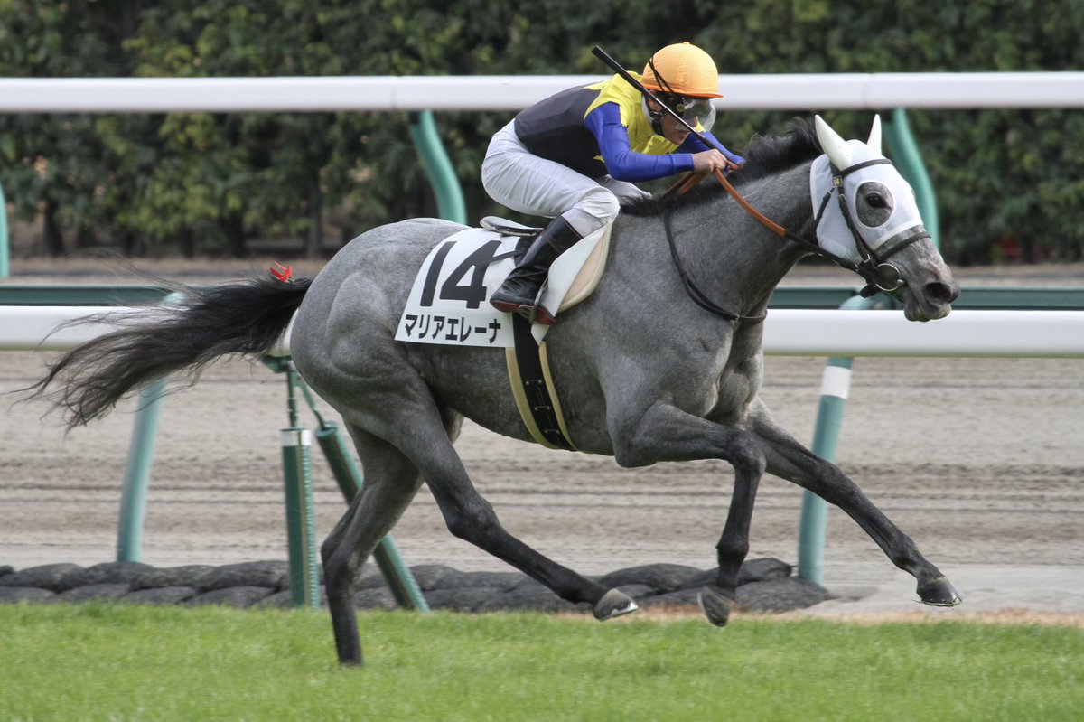 Mat 中京6r 2歳未勝利 勝馬 マリアエレーナ 川島信二騎手 中京競馬場 マリアエレーナ 川島信二 吉田直弘厩舎