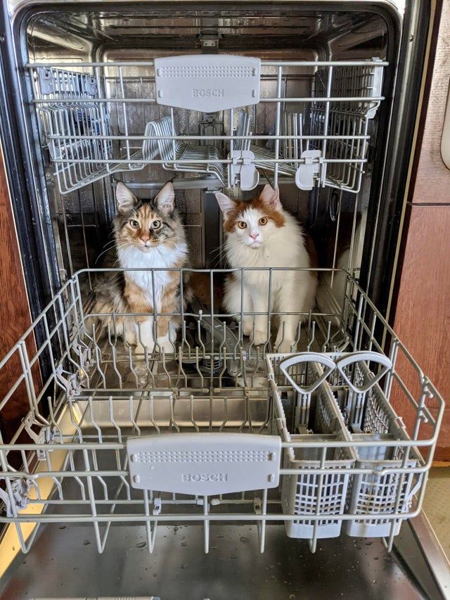 CatParentz's tweet photo. If we turn away for even a second while doing dishes this happens. 8 month old Maine Coons. 😂 😋 https://t.co/YXGrLEaE6S