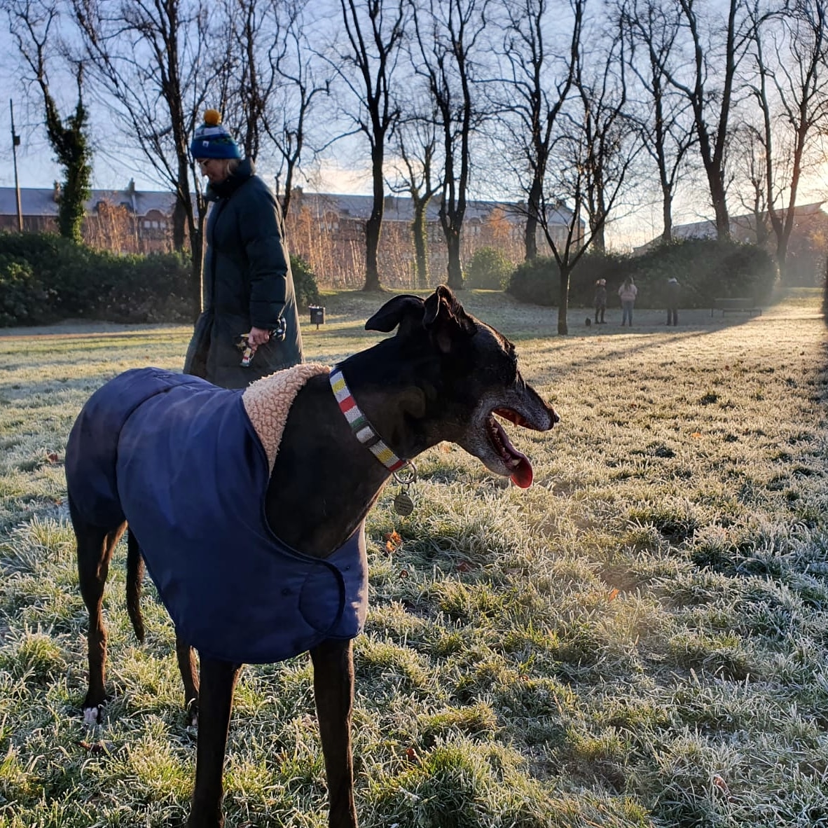 LAKEANDLOCH's tweet photo. Thanks so much for all your Black Friday orders - you managed to raise £100 for the Greyhound Awareness League, which will go towards the rescue and care of lovely lurchers and greyhounds. Thank you once again! 👏🙏❤

#lakeandloch #mabitbeanies #glasgow #greyhoundawarenessleague https://t.co/hQaGYjq3GK