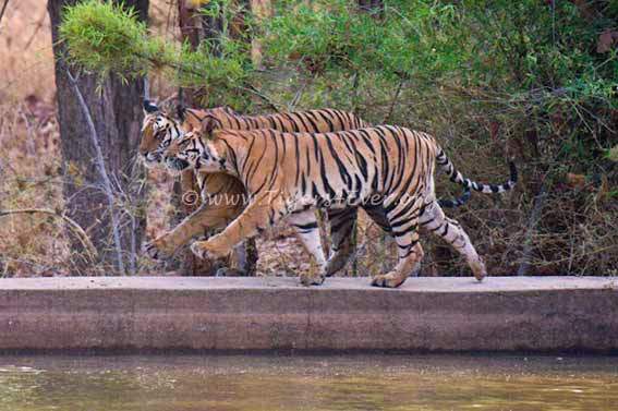Tigers4Ever2010's tweet photo. Everyday there are ways you can help us save wild #tigers for free by just doing ordinary things like using https://t.co/31Cb52YQp4 to search online instead of Google #SundayThoughts https://t.co/sVakBmYrG4