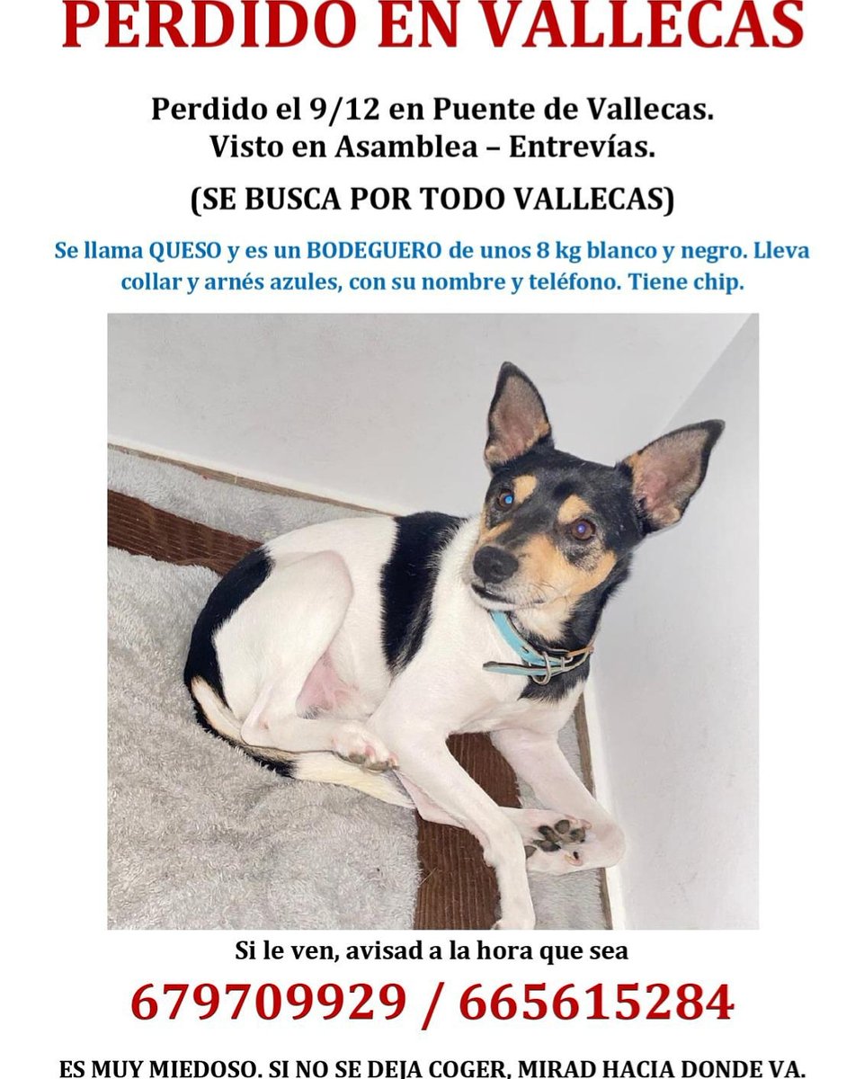 SuleBSoprano's tweet photo. Instrucciones si veís a Queso.
- No intentar cogerle 
- No correr detrás de él ni hacer movimientos bruscos
- No gritar su nombre
- Seguirle de manera discreta y -Mantener contacto visual
Y lo más importante LLAMAR INMEDIATAMENTE a los números del cartel
RT RT RT RT COMPARTE 🙏 https://t.co/TmpwrY83F5