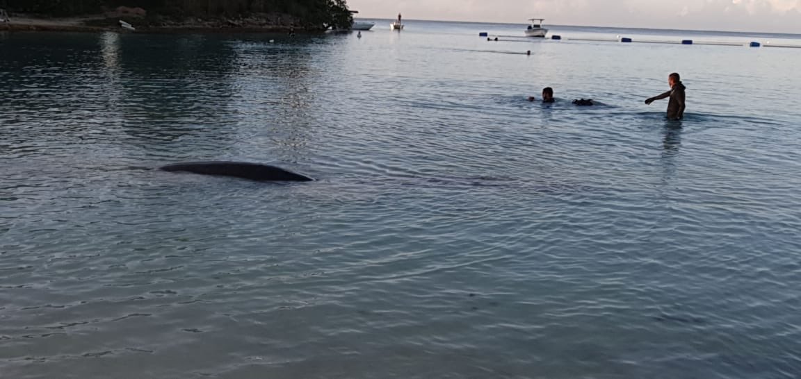 orlandojm's tweet photo. Tengo el honor de informarle al país que el traslado de los manatíes del @acuariord hasta la zona controlada de Bayahibe ha sido un éxito total. Pepe, Juanita y Lupita sortearon el viaje sin problemas y ya están familiarizándose con su nuevo hogar. ¡Juntos hemos hecho historia! https://t.co/eUXA2D3xSL