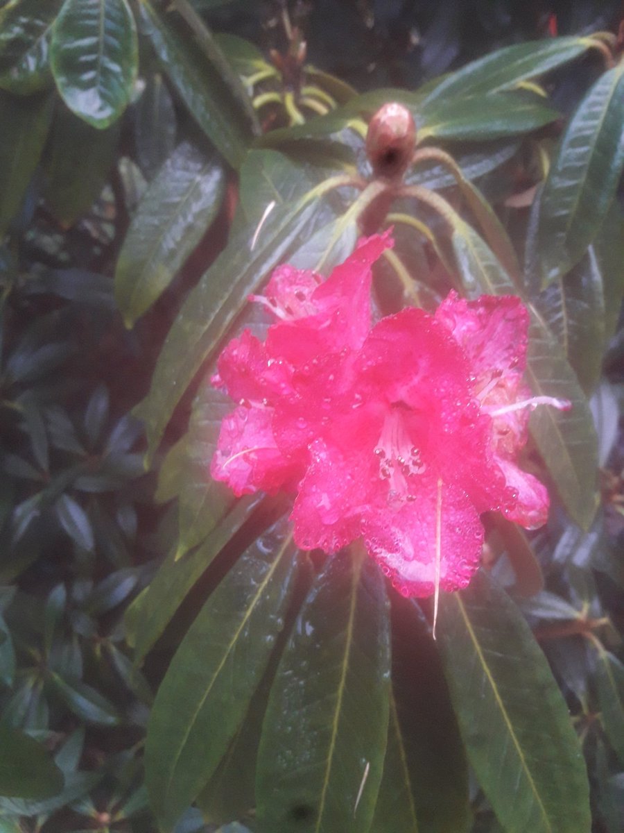 Wet Sunday morning in #fernhillparkandgardens