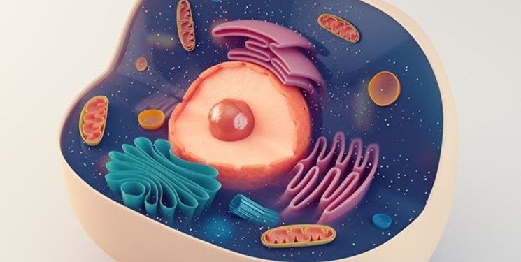 Растительная клетка из пластилина 5 класс биология