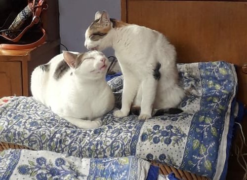 #Sunday lovin 💕
#CatsOfTwitter #felinelove #cats #catlovers #catlife #cattos