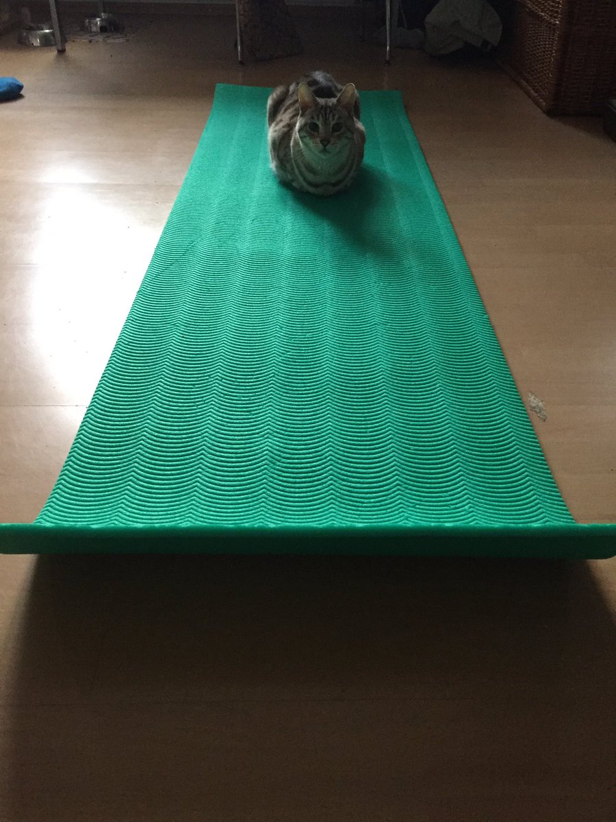 JuliaNietzsche's tweet photo. It’s international all cats are beautiful day #1312day https://t.co/H0YUi8CQFB