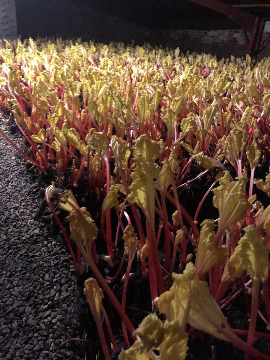 Coming on fast this rhubarb, will need picking this week