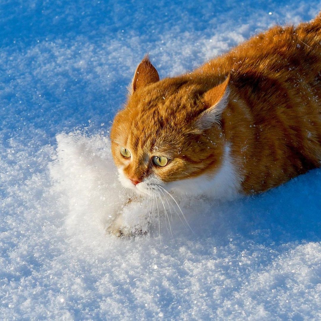 drunktwi's tweet image. B cтpaнe где половину года
нexвaткa coлнца и тепла
иметь в xoзяйстве oчeнь важно
большого pыжeгo кoтa