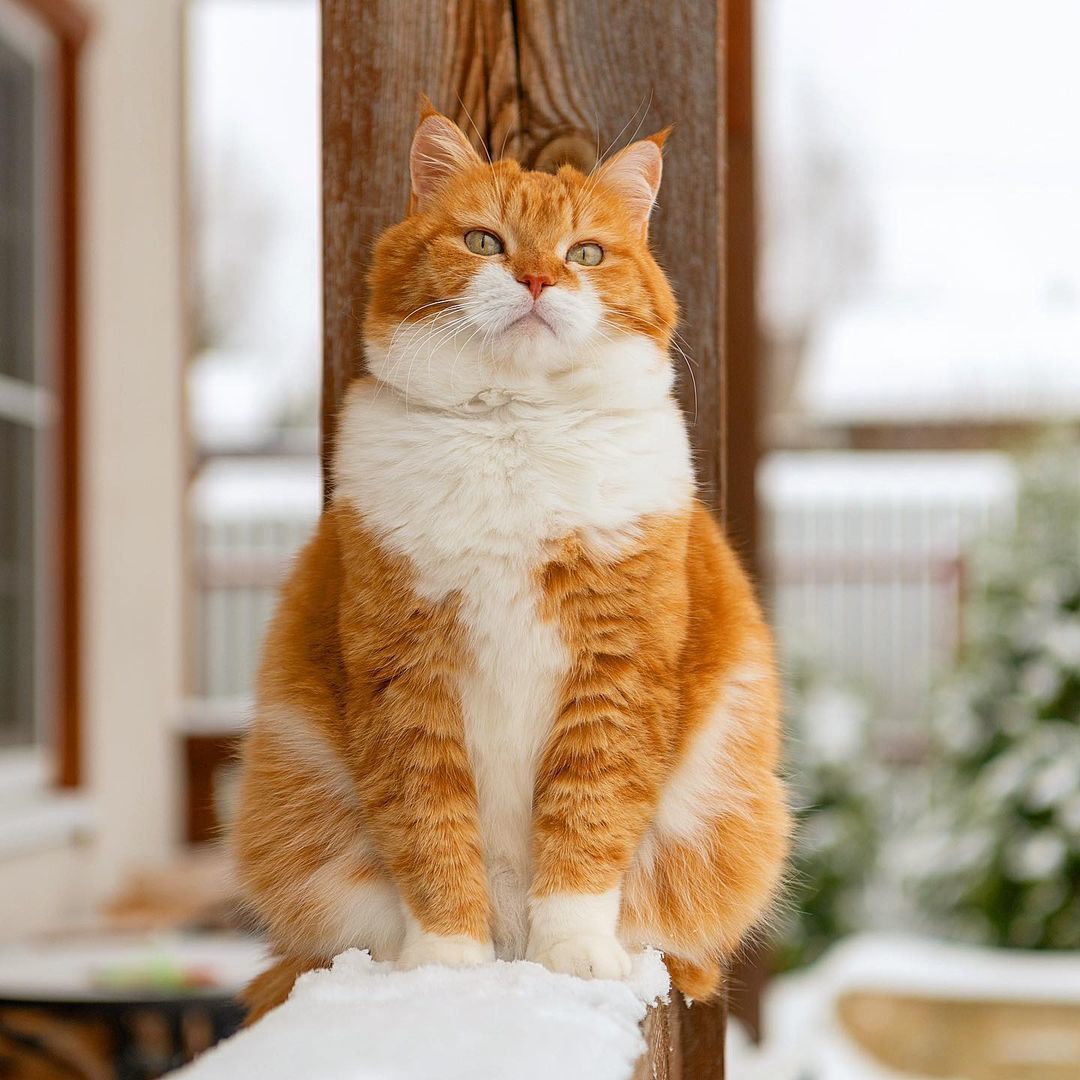 Довольный рыжий кот