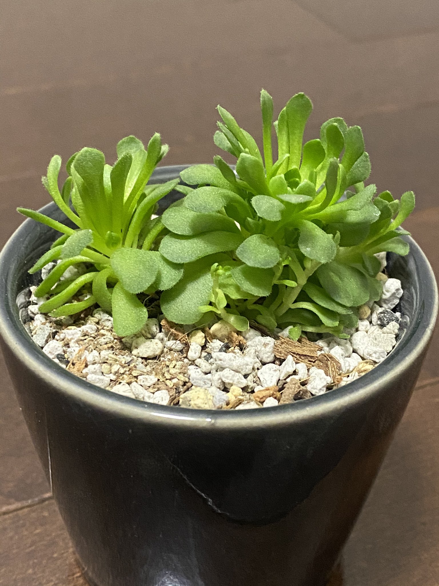 タカ うっかりあげ忘れ W その2 鉢選び 土作り 植え替え 画像撮りでお腹いっぱいになってたっぽい E 塊根植物 多肉植物 鉢選び 土作り 植え替え ロスラリア プラティフィラ グラプトベリア デビー パキフィツム 月美人 園芸 タカ うっかりあげ忘れ W その2 鉢選び 土作り 植え替え 画像撮りでお腹いっぱいになってたっぽい E 塊根植物 多肉植物 鉢選び 土作り 植え替え ロスラリア プラティフィラ グラプトベリア デビー パキフィツム 月美人 園芸