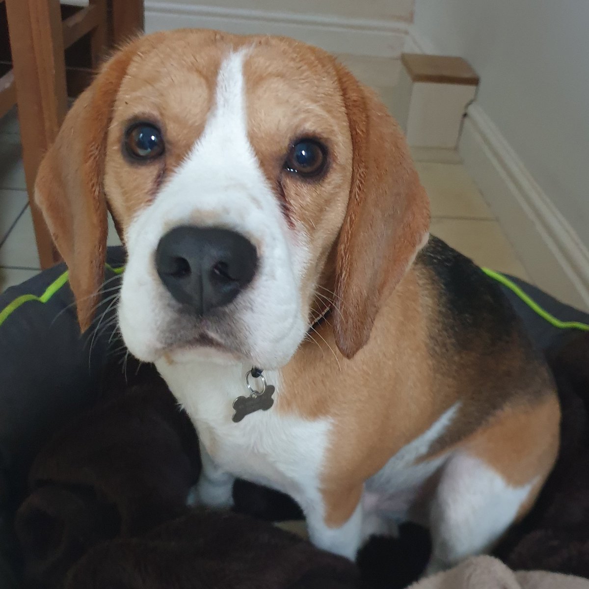MindYourPawz's tweet photo. Had this gorgeous boy for a walk yesterday morning 🥰 #beagle #dogwalker https://t.co/NH0lquD9Ww