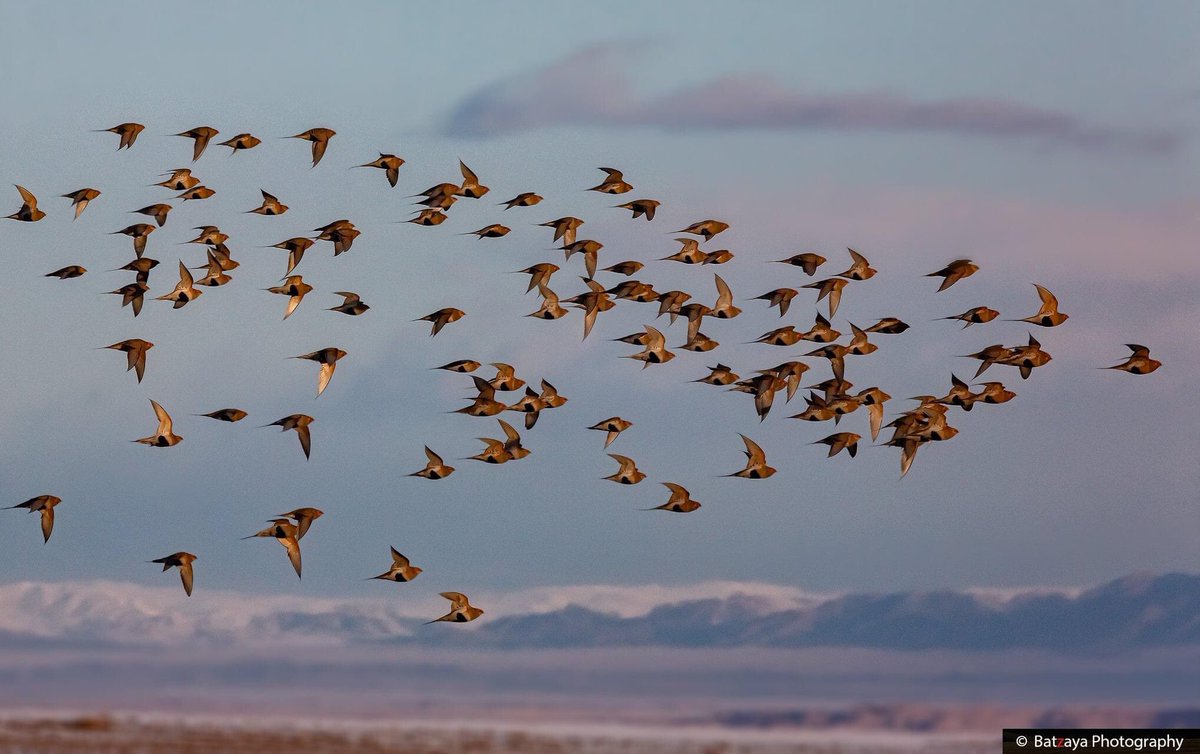 BirdMongolia's tweet photo. Snow, mountains, breezes and birds... Happiness of winter birding ❄🐦🙂
---
Pallas's sandgrouse (Syrrhaptes paradoxus) 

#BirdMongolia #WinterBirding #TwitterNatureCommunity https://t.co/eet8HCTwzk
