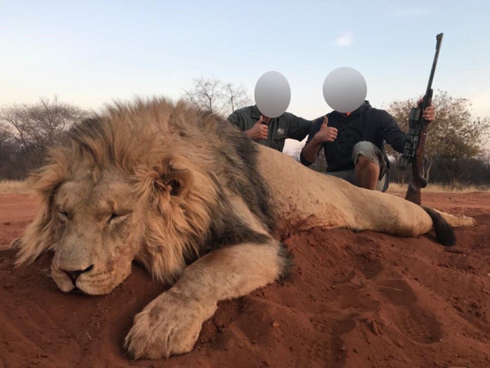 animals_innocent_creatures tweet media