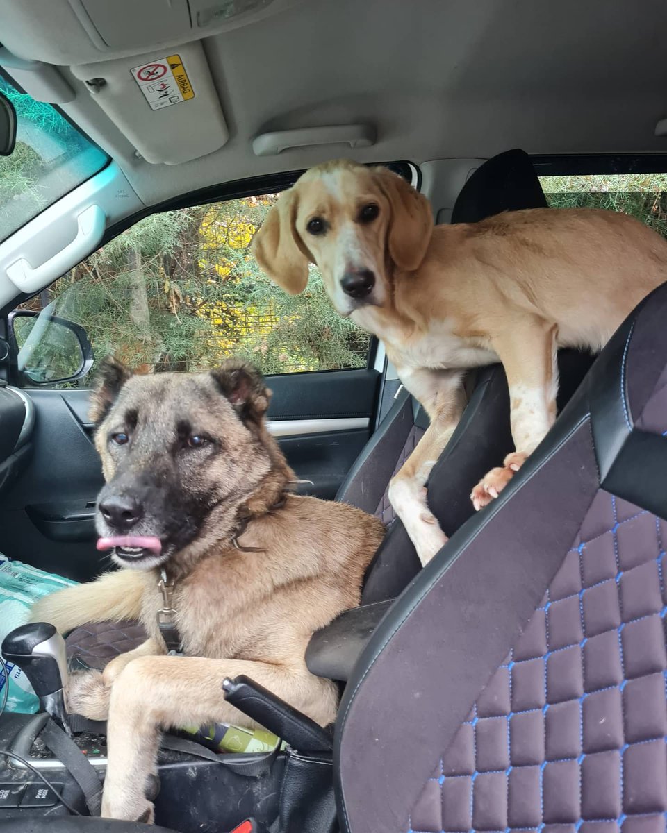 Soldaki boynunda o.acayip tasma ile ilk olarak 2 Aralık ta görmüştüm ormanda ve yakalayamamistim. O günden sonrada hiç görmedim. Bugun tekrar karşımıza çıktı cok şükür. Klinige girecekler. Diger sarı kızı besleme yaparken buldum
instagram.com/p/CIvQcfVn16b/…