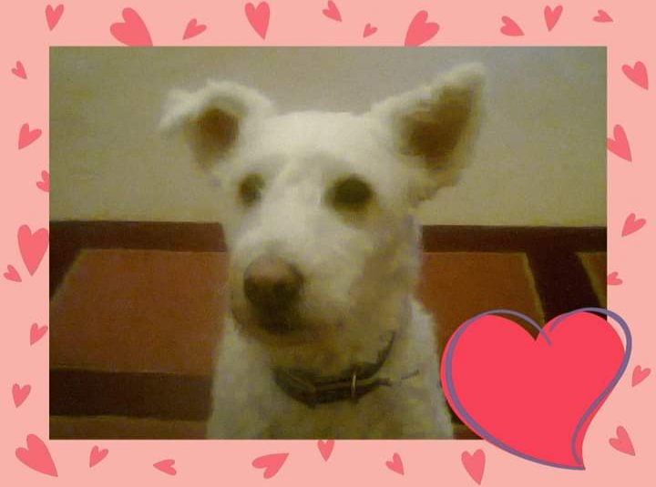 My beautiful dog patch went over the rainbow bridge today. Heartbroken 💔 a beautiful dog with s beautiful soul ♥️ he's with my dad in heaven having walk ❣️