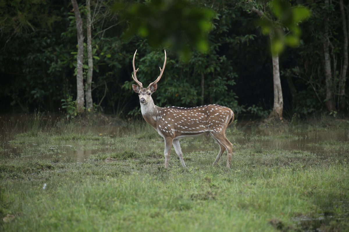 SPmagazine's tweet photo. The nature camps of #Odisha let’s you live in close proximity to nature #odishabyroad #secretsateverycorner #travelphotography #naturelovers #NaturePhotography @odisha_tourism https://t.co/jjmfC1bPL8