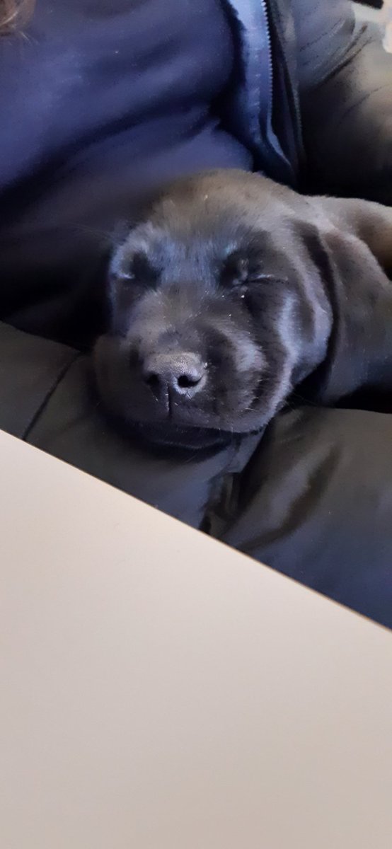 Steph & Hurly & Charlie 🏊‍♀️🚴‍♀️🏃‍♀️ 💙🌻 tweet media