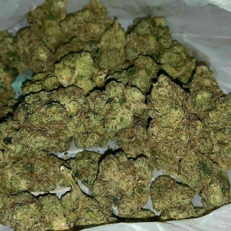 Dane19173910's tweet photo. Top Shelf Quality Weed

 Oz(28 grams) ....... $260
 50 grams...... $330
 QP(113grams) ....... $500
 HP(226gr)........ $780
 LB(454gr)....... $1,690

+1 619-693-4568

White widow available in bulk we still taking more orders

HOHOHOO!!!🎅🌲🌲 https://t.co/sTuZaPWQGF