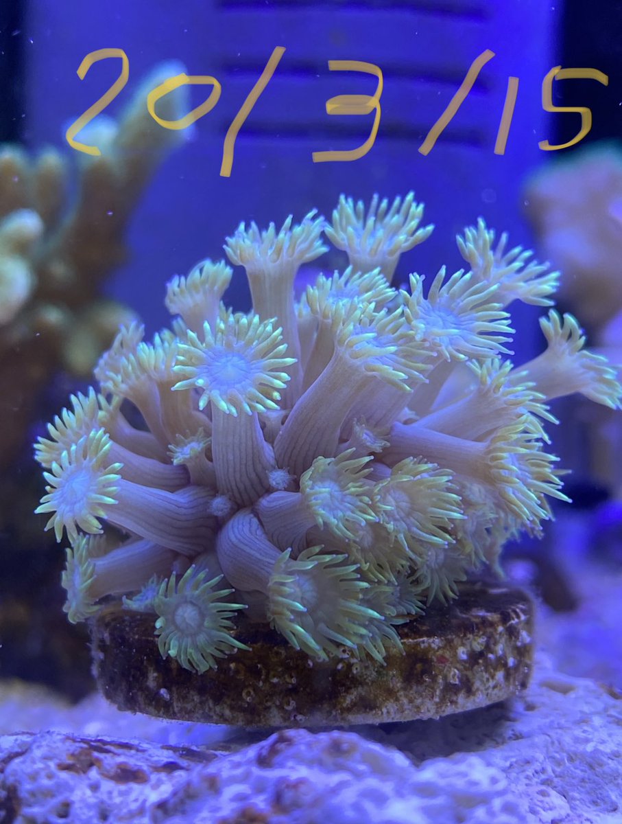 Dすけ ハナガササンゴ 購入1年で瀕死です 蛍光グリーンになり気に入ってたんですがどんどんハゲた 我が家はハナガササンゴ アワサンゴは育たない 何故だろう ˍ