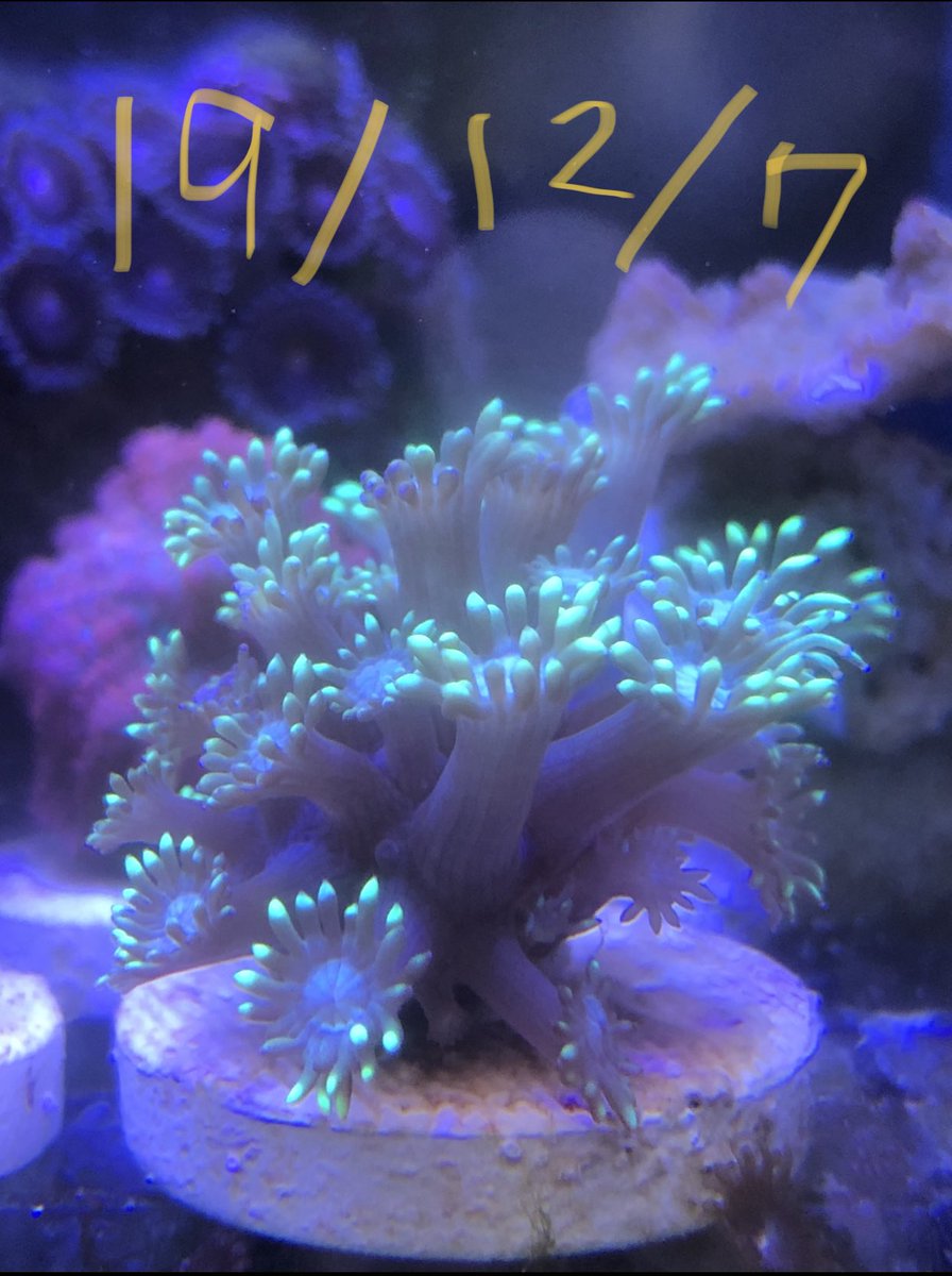 Dすけ ハナガササンゴ 購入1年で瀕死です 蛍光グリーンになり気に入ってたんですがどんどんハゲた 我が家はハナガササンゴ アワサンゴは育たない 何故だろう ˍ